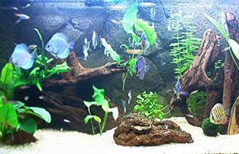 Fish & Cia - Foto 1