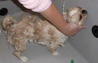 Dog Center Banho e Tosa de Animais - Foto 1