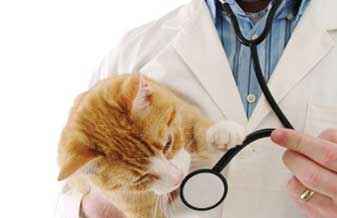 Clinicão Saúde Animal - Foto 1