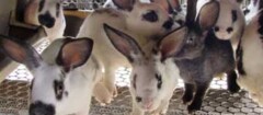 criadores-de-animais-manaus-1373290410