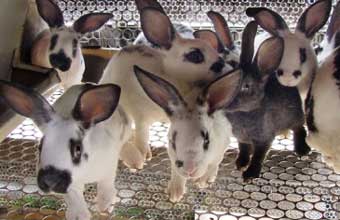 Casa do Criador - Foto 1