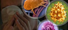imunologia-manaus-1373392233