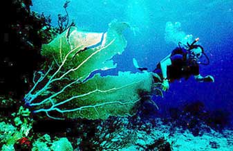 Amazon Diver - Foto 1
