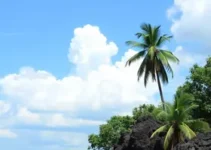 Sine Manaus