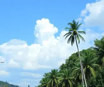 Sine Manaus